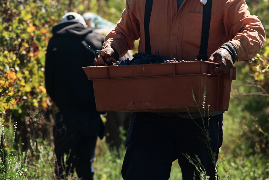 Vineyard worker carrying a crate of freshly picked grapes