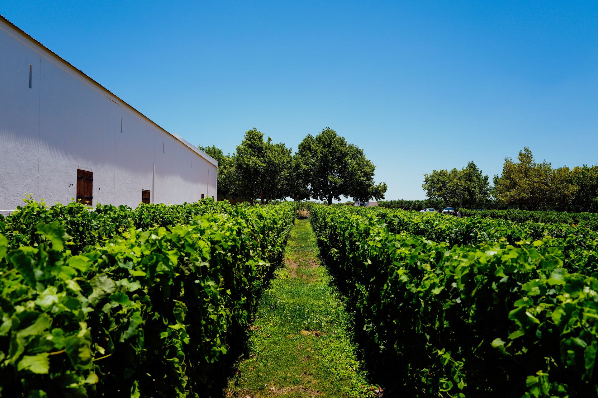 Sunlit vineyard rows under a clear blue sky